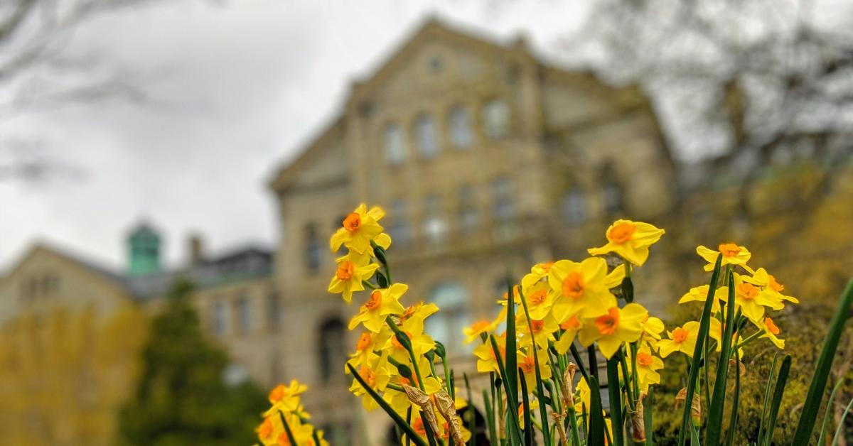 Daffodils in front of McMahon Hall