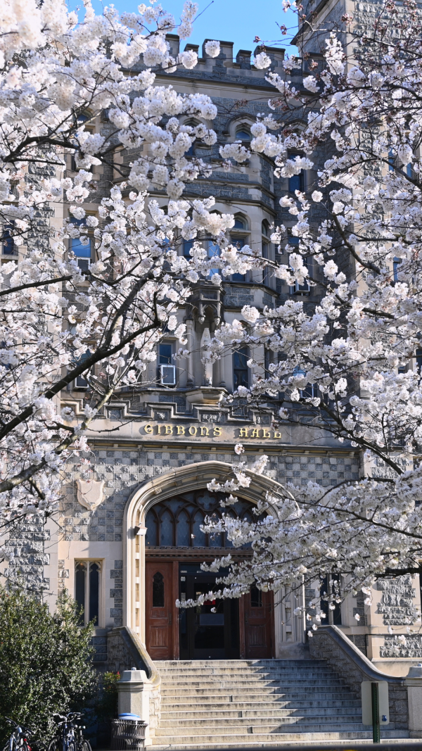 Cherry Blossom Background