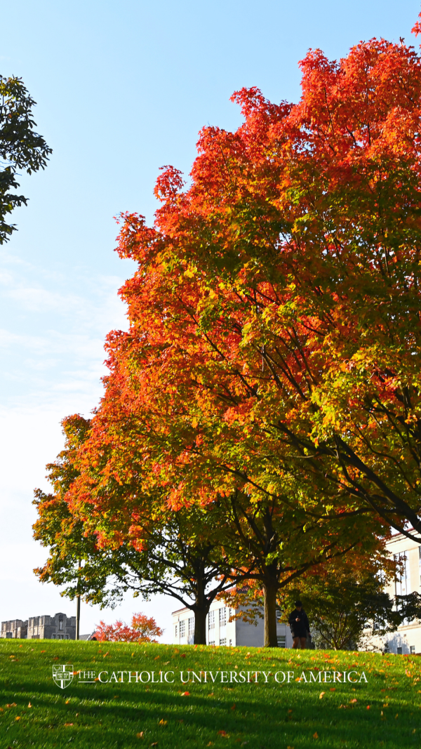 Fall Foliage 2 