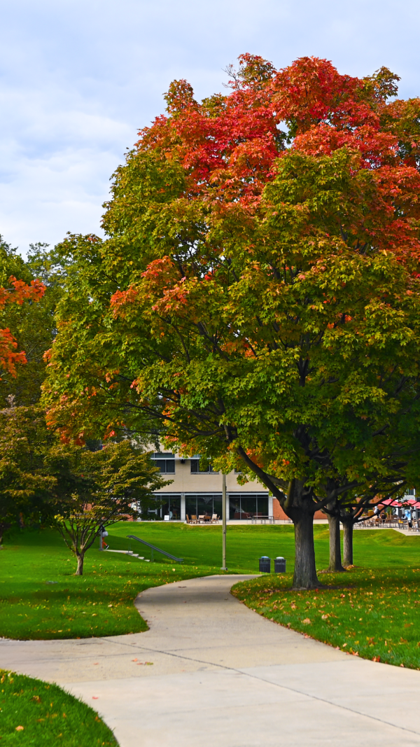 Fall Trees Phone Background